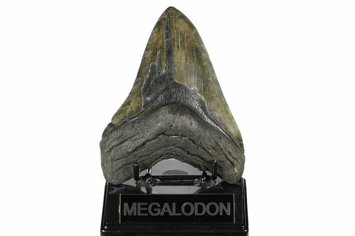 Fossil Megalodon Tooth - South Carolina #170492
